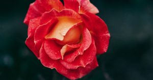 Chicago Altgeld Gardens Parking