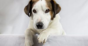 Chicago Chatham Parking