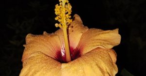 Chicago Ravenswood Gardens Parking