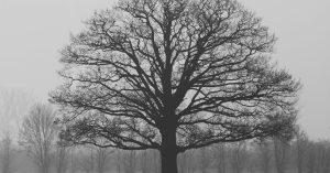 Chicago Sheridan Park Parking