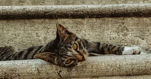 Chicago Sleepy Hollow Parking