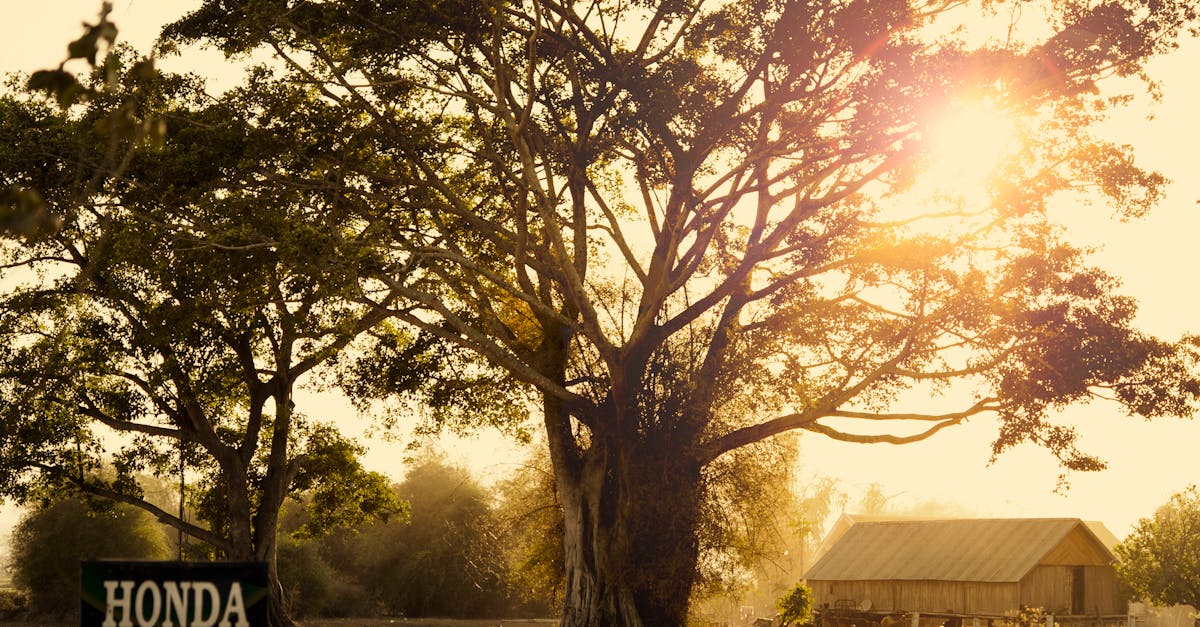 Chicago Ukrainian Village Parking